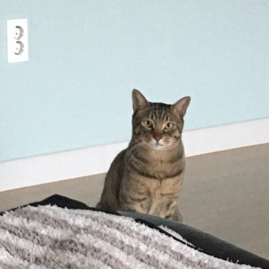 바닥에 앉아 카메라를 보는 고양이